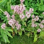 Stachys affinis Flor