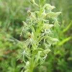 Platanthera lacera Flower