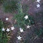 Nicotiana longiflora Квітка