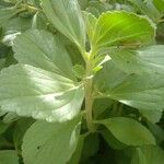 Plectranthus ornatus Leaf