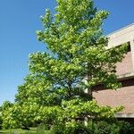 Liquidambar styraciflua Habitus