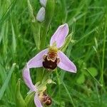 Ophrys apifera花