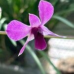 Dendrobium victoriae-reginae പുഷ്പം