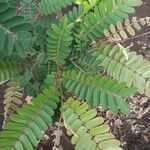 Cassia grandis Leaf