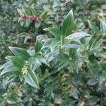 Sarcococca hookeriana Leaf