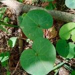 Asarum europaeumFolla