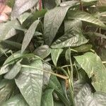 Monstera siltepecana Leaf