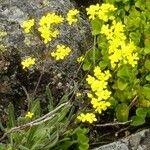 Biscutella arvernensis Flower