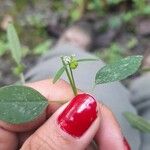 Euphorbia graminea Blüte