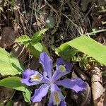 Iris cristata Flower