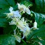 Clematis virginiana ফুল