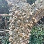 Zanthoxylum clava-herculis Corteza