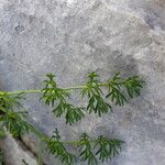 Dethawia splendens Leaf