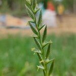 Lolium multiflorumFlower