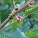 Rhamnus alpina Fruit