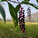 Phytolacca esculenta Fruto