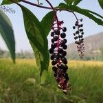 Phytolacca esculenta 果実