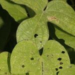 Ipomoea nil Feuille