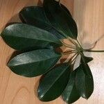 Schefflera arboricola Folha