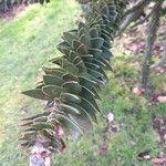 Araucaria araucana Blatt