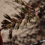 Lathraeocarpa acicularis Leaf