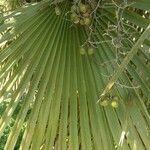 Copernicia alba Hoja