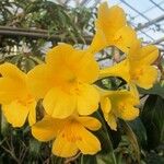 Rhododendron aurigeranum Kvet