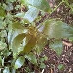 Asparagus asparagoides Blatt