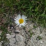 Leucanthemum ircutianum Квітка