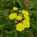 Pilosella echioides Flower