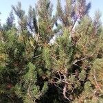 Pinus mugoFolha