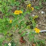 Tagetes lucida ശീലം