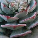 Echeveria derenbergii Foglia