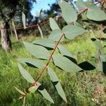 Eucalyptus rubida Лист