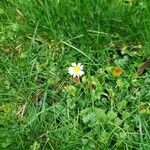 Bellis perennisKvět