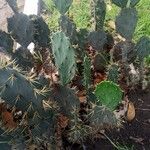 Opuntia monacanthos ശീലം