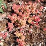 Sedum rubens Hábito