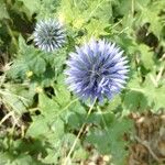 Echinops bannaticus花