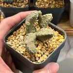 Pseudolithos caput-viperae ഇല