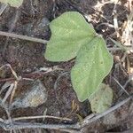 Macroptilium atropurpureum Leaf