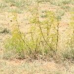 Vachellia hockii Habit