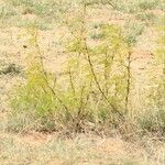 Acacia hockii Habit