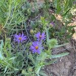 Machaeranthera tanacetifolia Flor
