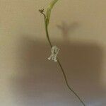 Haworthia attenuata Flower