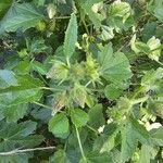 Hibiscus diversifolius Costuma