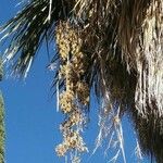 Washingtonia filifera Плод