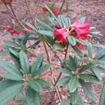 Rhododendron neriiflorum Blatt