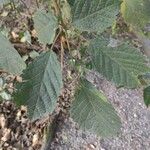 Handroanthus ochraceus Leaf