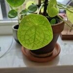 Pilea peperomioides Hostoa