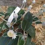 Pachystegia insignis Leaf